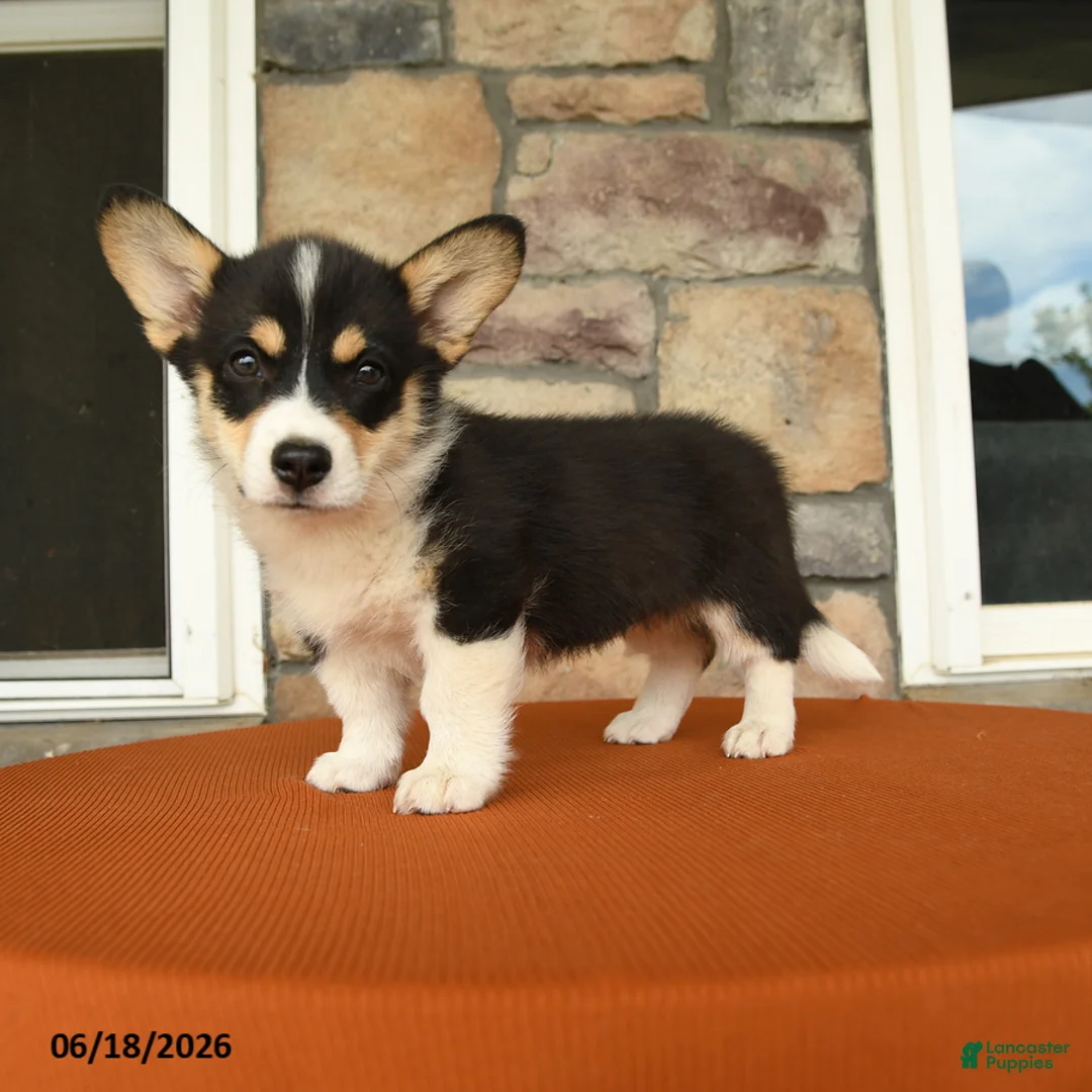 Welsh Corgi Pembroke dogs for sale: Lily - Ad 3