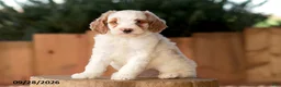 Mini Goldendoodle dogs for sale: Trooper - Ad 3