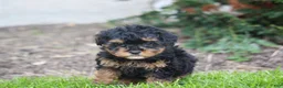 Bernedoodle dogs for sale: Bella - Ad 3