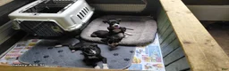 Italian Greyhound dogs for sale: Italian Greyhound 2 - Ad 3