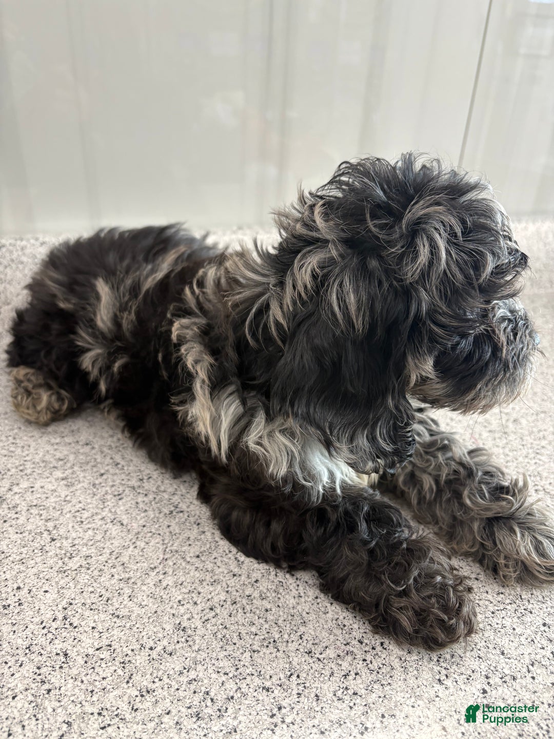 Miniature Poodle dogs for sale: Blue wave blue Merle  - Ad 3