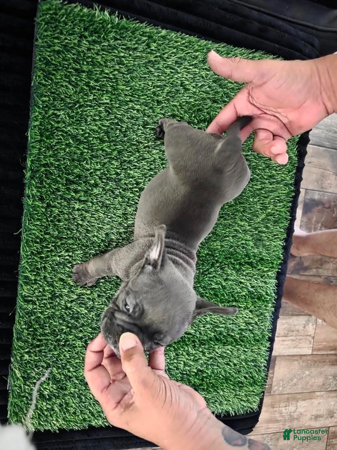 American Bully dogs for sale: American Bully 2 - Ad 2