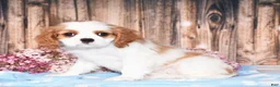 Cavalier King Charles Spaniel dogs for sale: Dexter - Ad 1