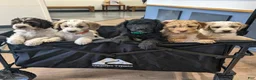 Goldendoodle dogs for sale: Goldendoodle 5 - Ad 4