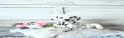 Dalmatian dogs for sale: Dixie - Ad 3