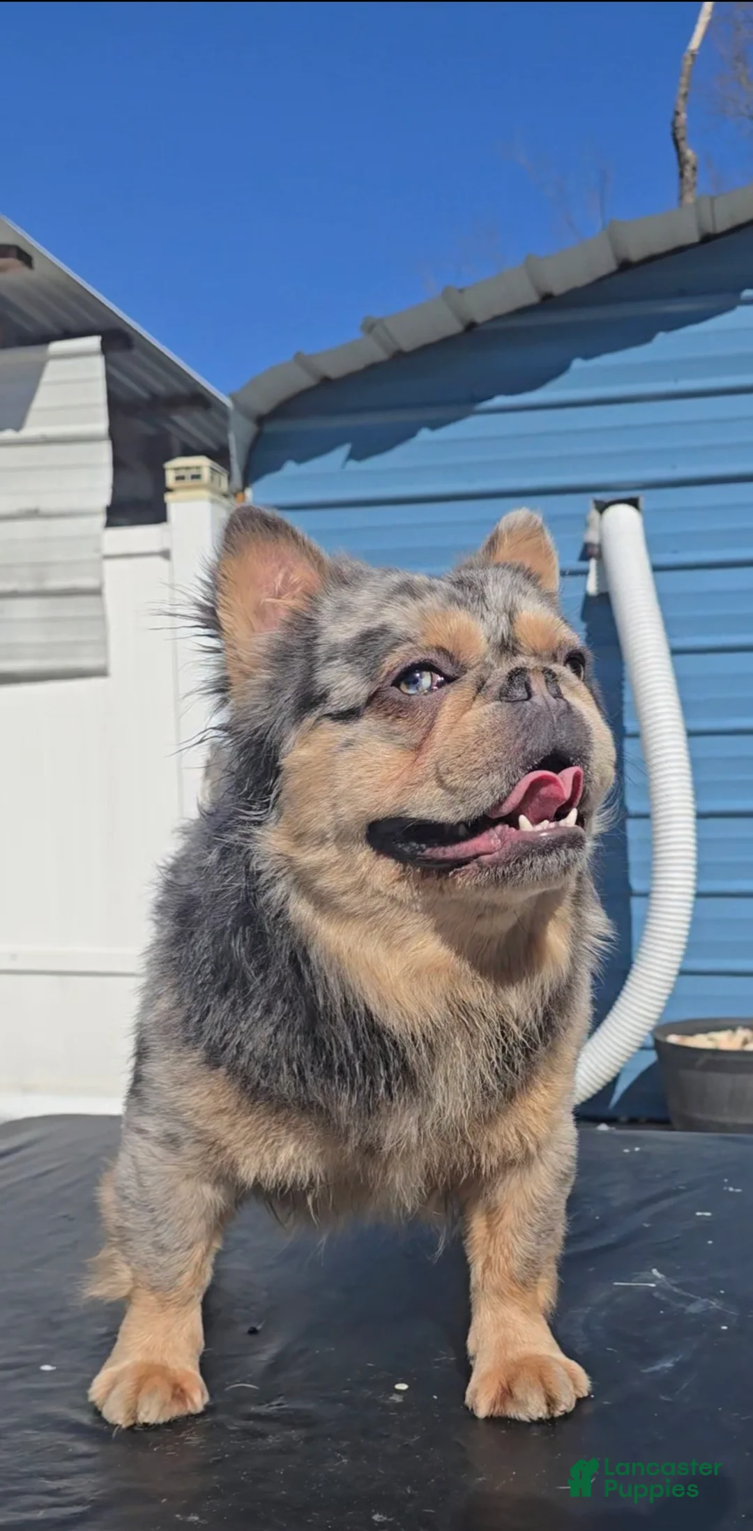 French Bulldog dogs for stud: French Bulldog 1 puppies - Ad 2