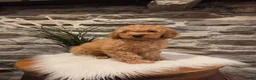 Mini Goldendoodle dogs for sale: BLAZE - Mini Goldendoodle Fluffy Puppy - Ad 3