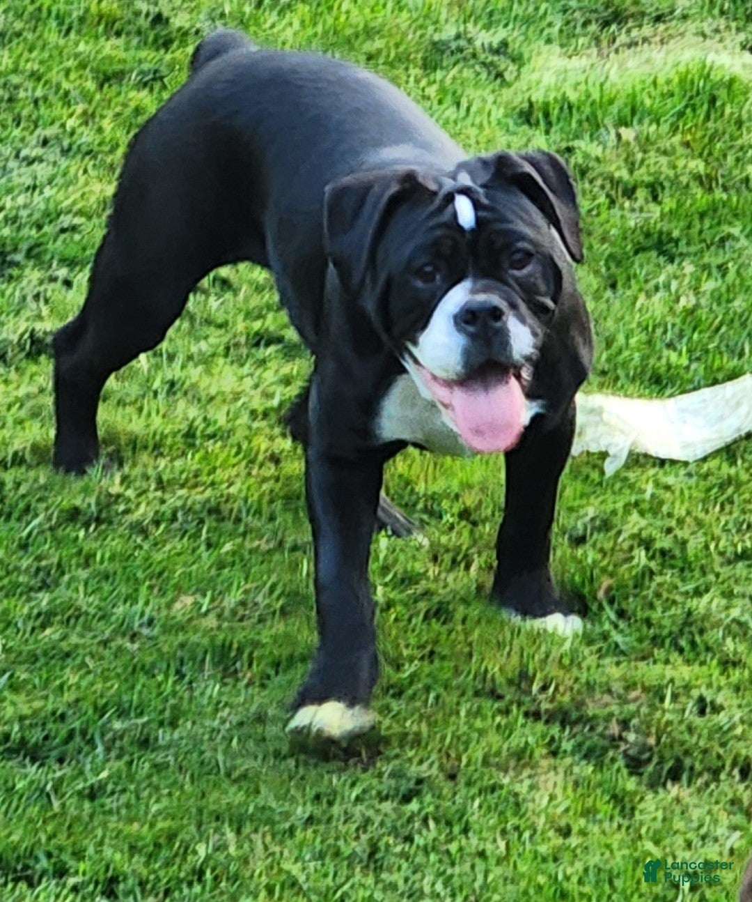 Olde English Bulldogge dogs Olde English Bulldogge 1 - Ad 1