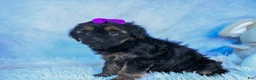 Shorkie dogs for sale: SUSIE - Ad 8