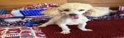Toy Poodle dogs for sale: Newton - Ad 1