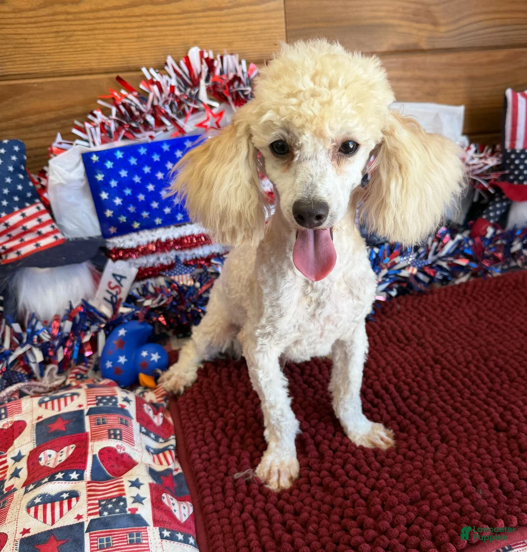 Toy Poodle dogs for sale: Newton - Ad 1