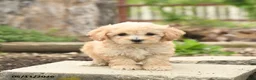 Bichpoo dogs for sale: Vanilla - Ad 1