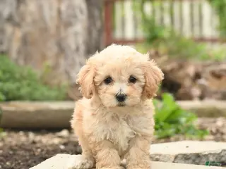 Bichpoo dogs for sale: Vanilla - Ad 3