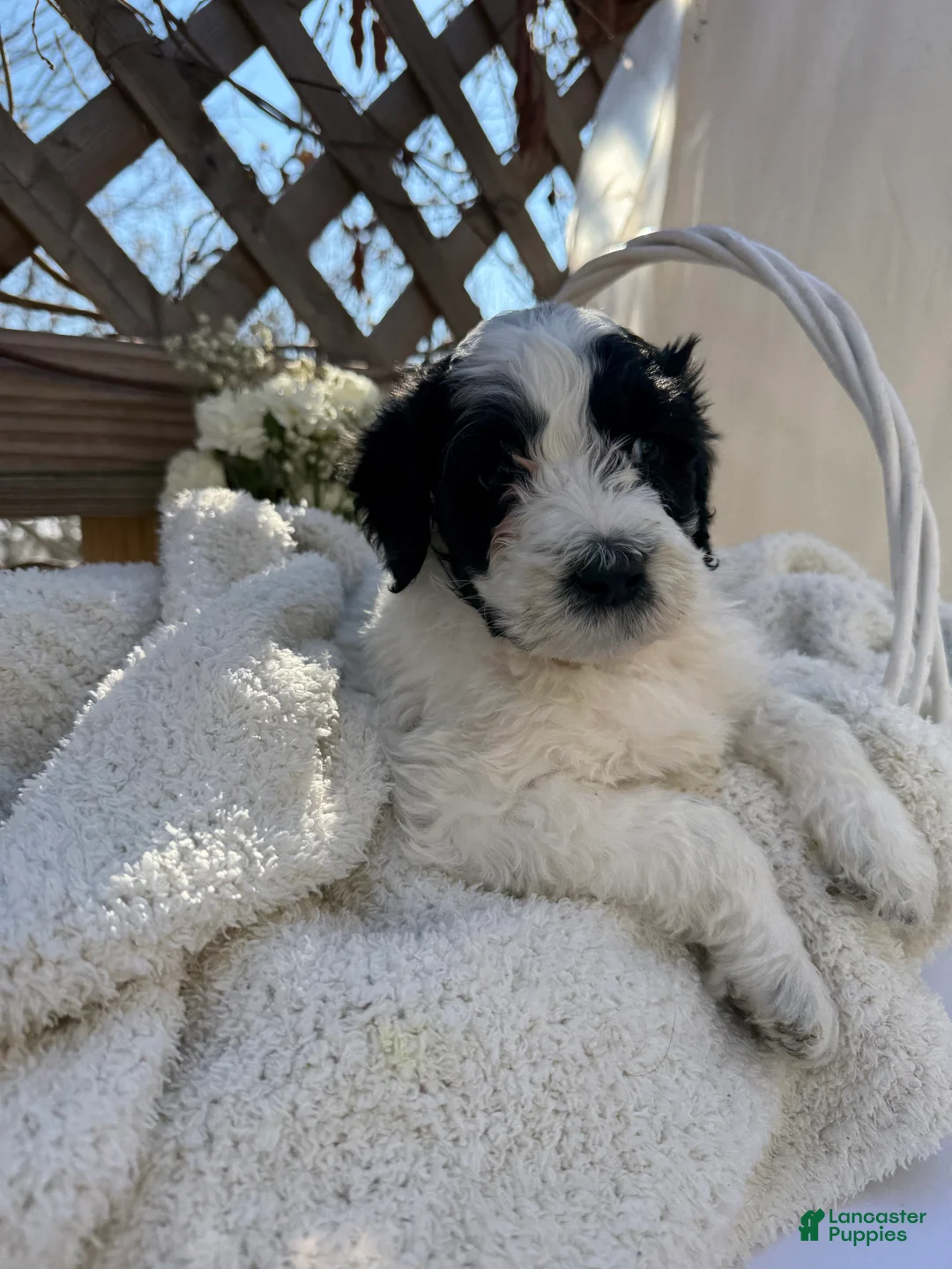 Mixed Breed dogs for sale: Lola - Ad 4