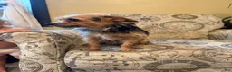Shorkie dogs for sale: Bella - Ad 2