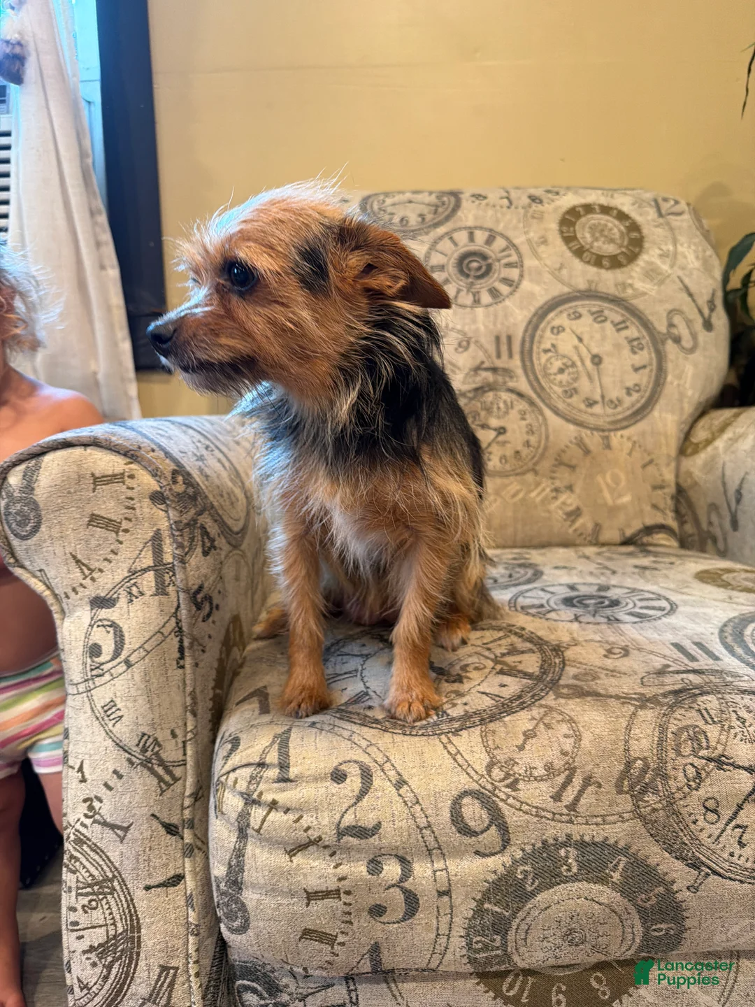 Shorkie dogs for sale: Bella - Ad 2