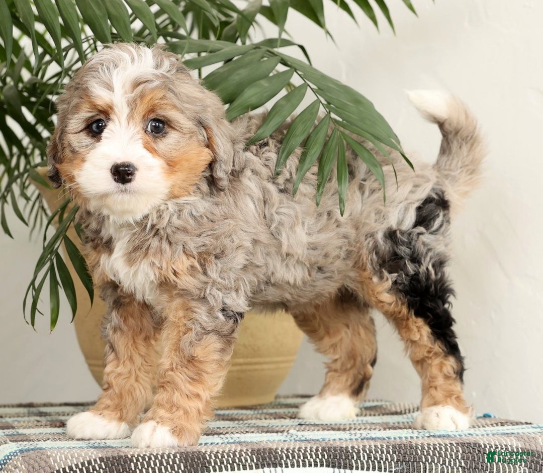 Mini Bernedoodle dogs for sale: Twinkle - Ad 1
