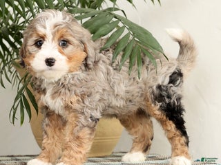 Mini Bernedoodle dogs Twinkle - Ad 3