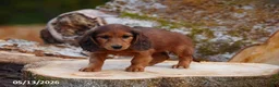 Miniature Dachshund dogs for sale: Dixie - Ad 2
