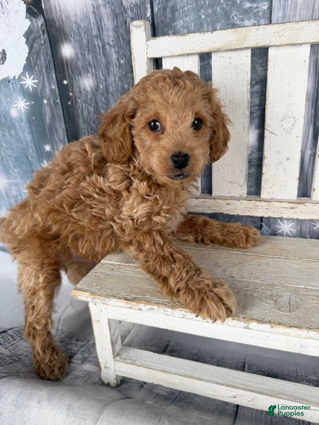 Cavapoo dogs for sale: Willy - Ad 7