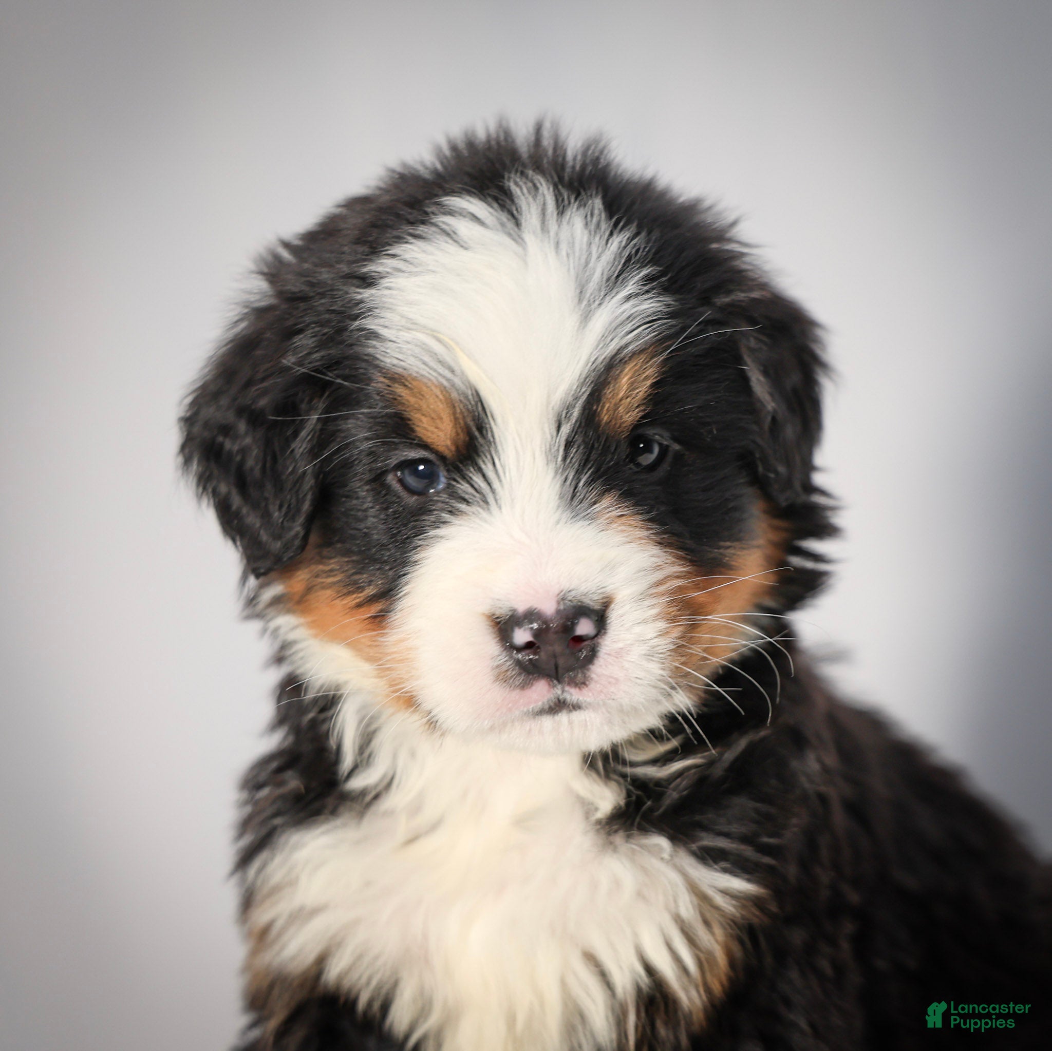 Bernese Mountain Dog dogs Remington - Ad 1