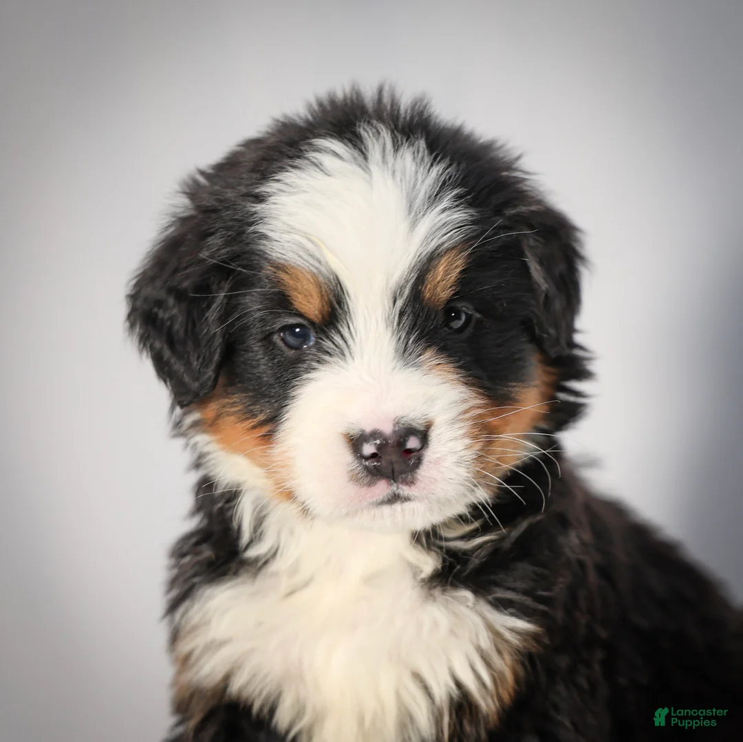 Bernese Mountain Dog dogs for sale: Remington - Ad 1