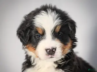 Bernese Mountain Dog dogs for sale: Remington - Ad 3