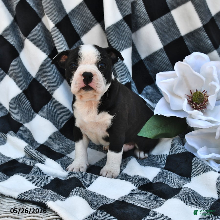 Boston Terrier dogs Bella   - Ad 1