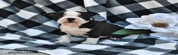 Boston Terrier dogs for sale: Bella   - Ad 1