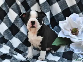 Boston Terrier dogs for sale: Bella - Ad 2