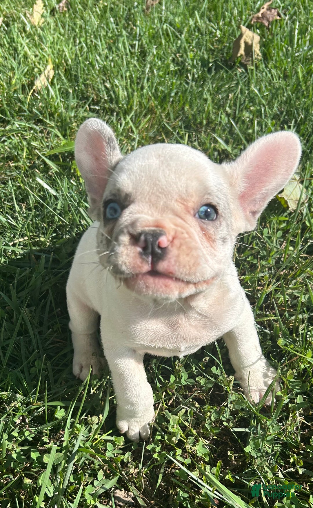 French Bulldog dogs for sale: Smokey - Ad 14