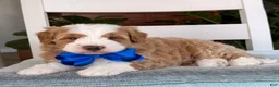 Bernedoodle dogs for sale: Myles - Ad 1