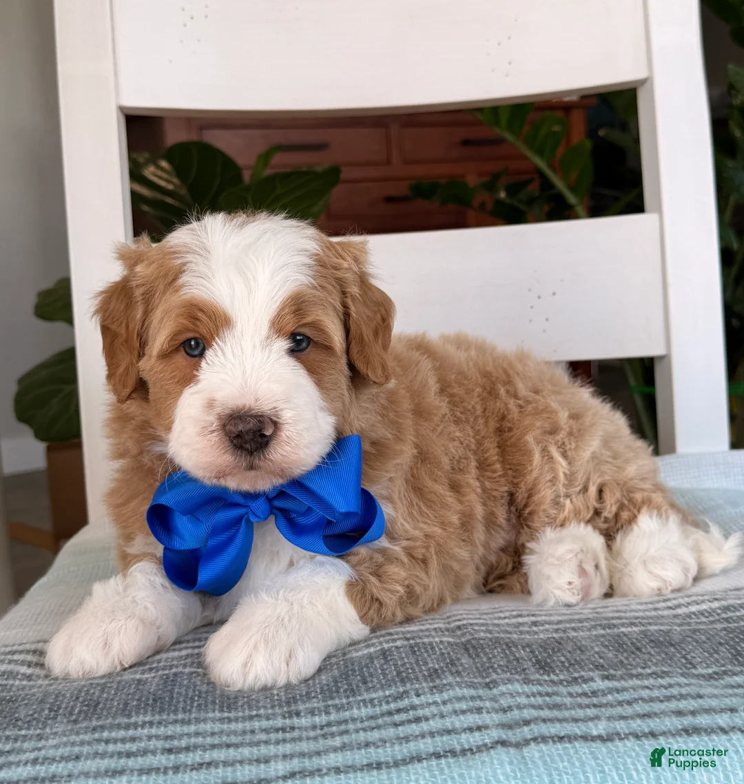 Bernedoodle dogs for sale: Myles - Ad 1
