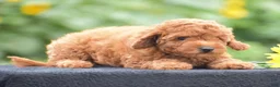 Miniature Poodle dogs for sale: Rosette - Ad 2