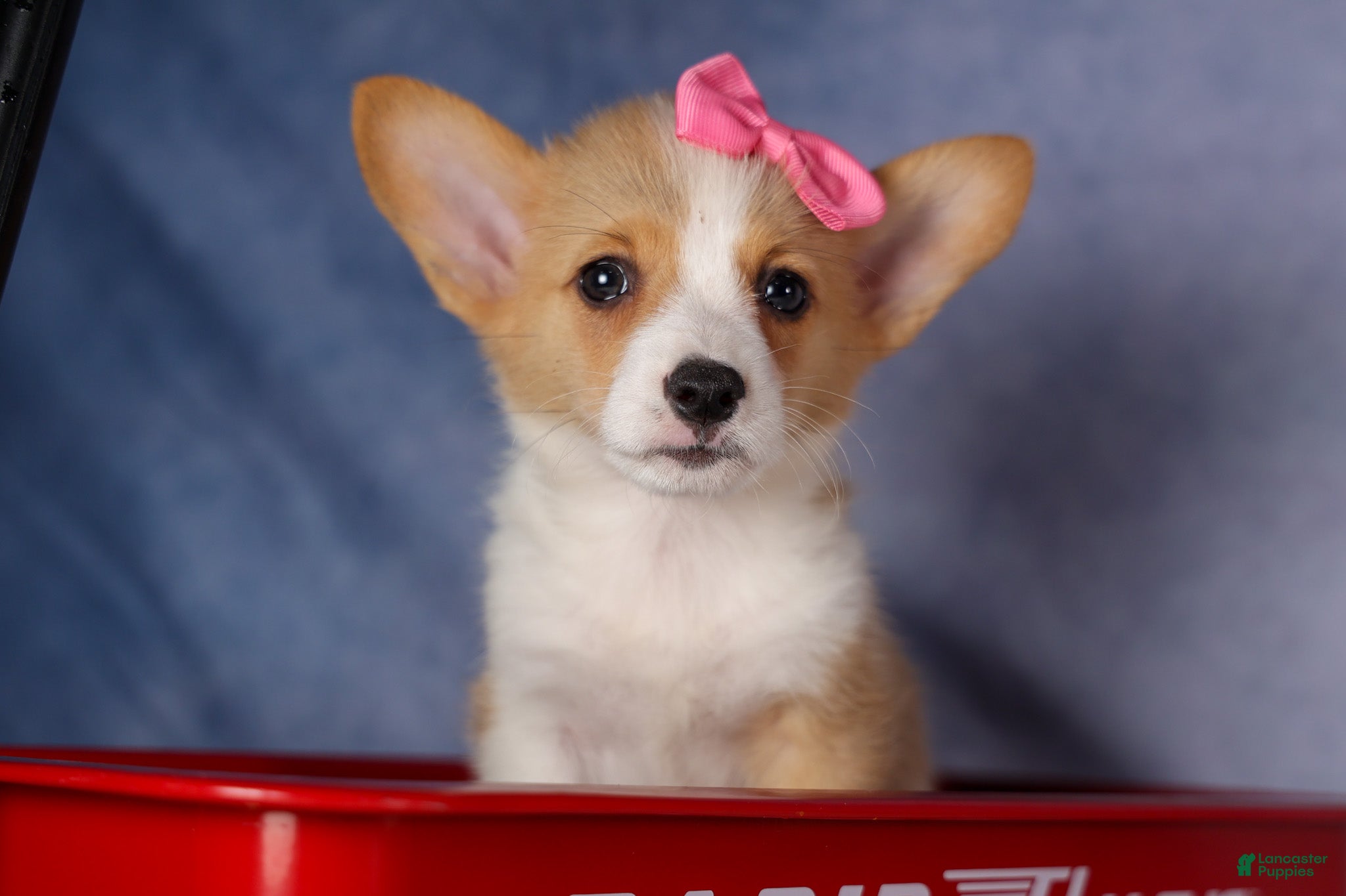 Welsh Corgi Pembroke dogs for sale: Callie  - Ad 3