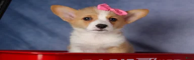 Callie 
