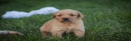 Golden Retriever dogs for sale: Jo Golden Retriever  - Ad 3