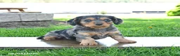 Mixed Breed dogs for sale: Shadow - Ad 2