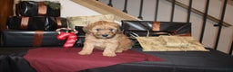 Whoodle dogs for sale: Levi - Ad 2