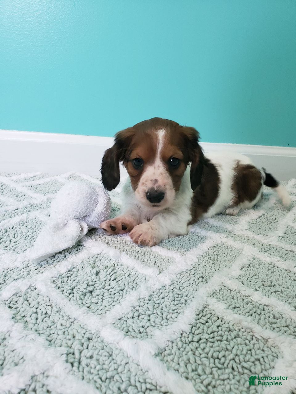 Miniature Dachshund dogs Rylan - Ad 1