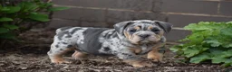 Beabull dogs for sale: Athena  - Ad 8