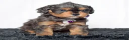 Cavapoo dogs for sale: Mr. Dasher - Ad 7