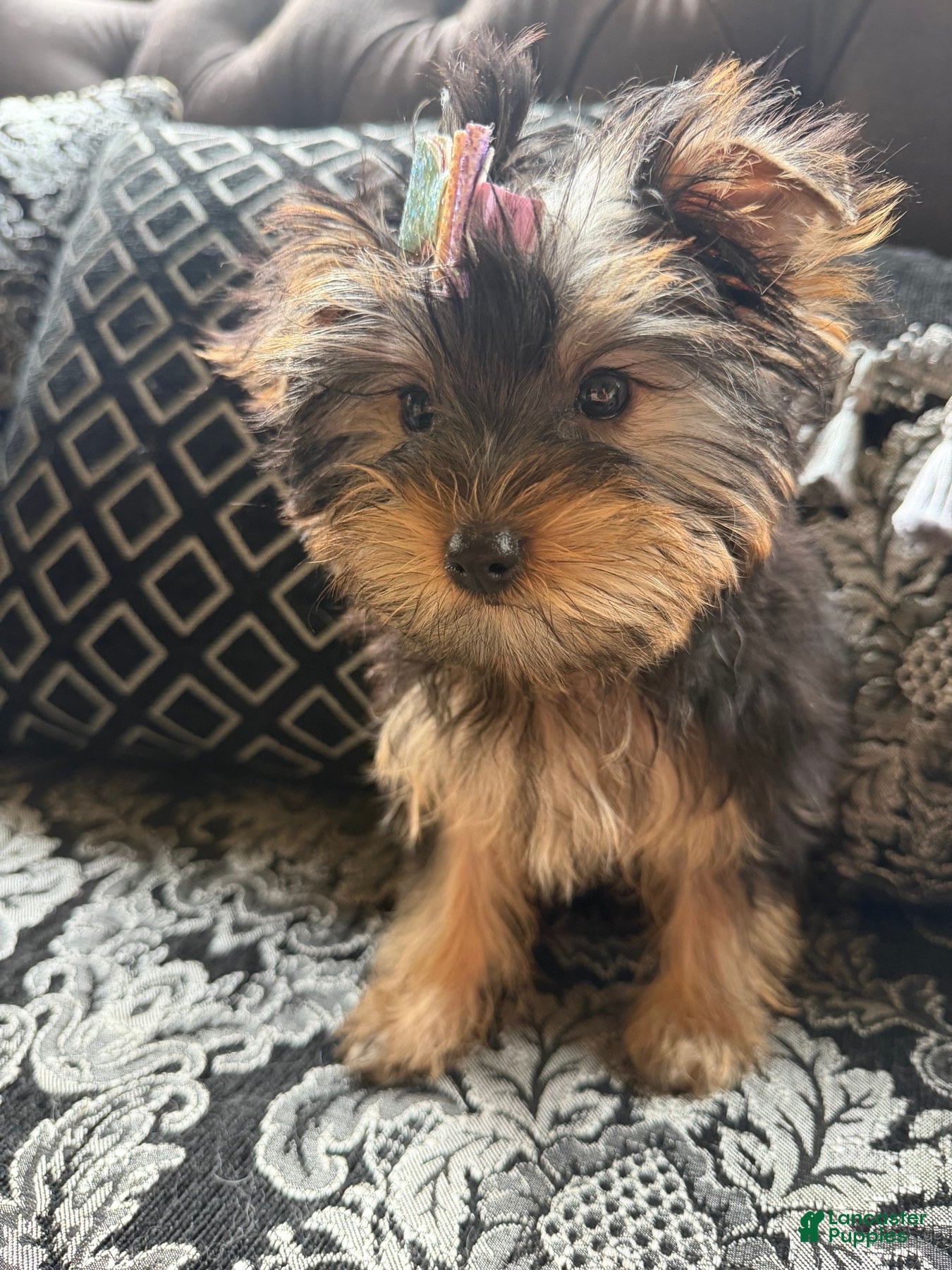 Yorkshire Terrier dogs Nala - Ad 1