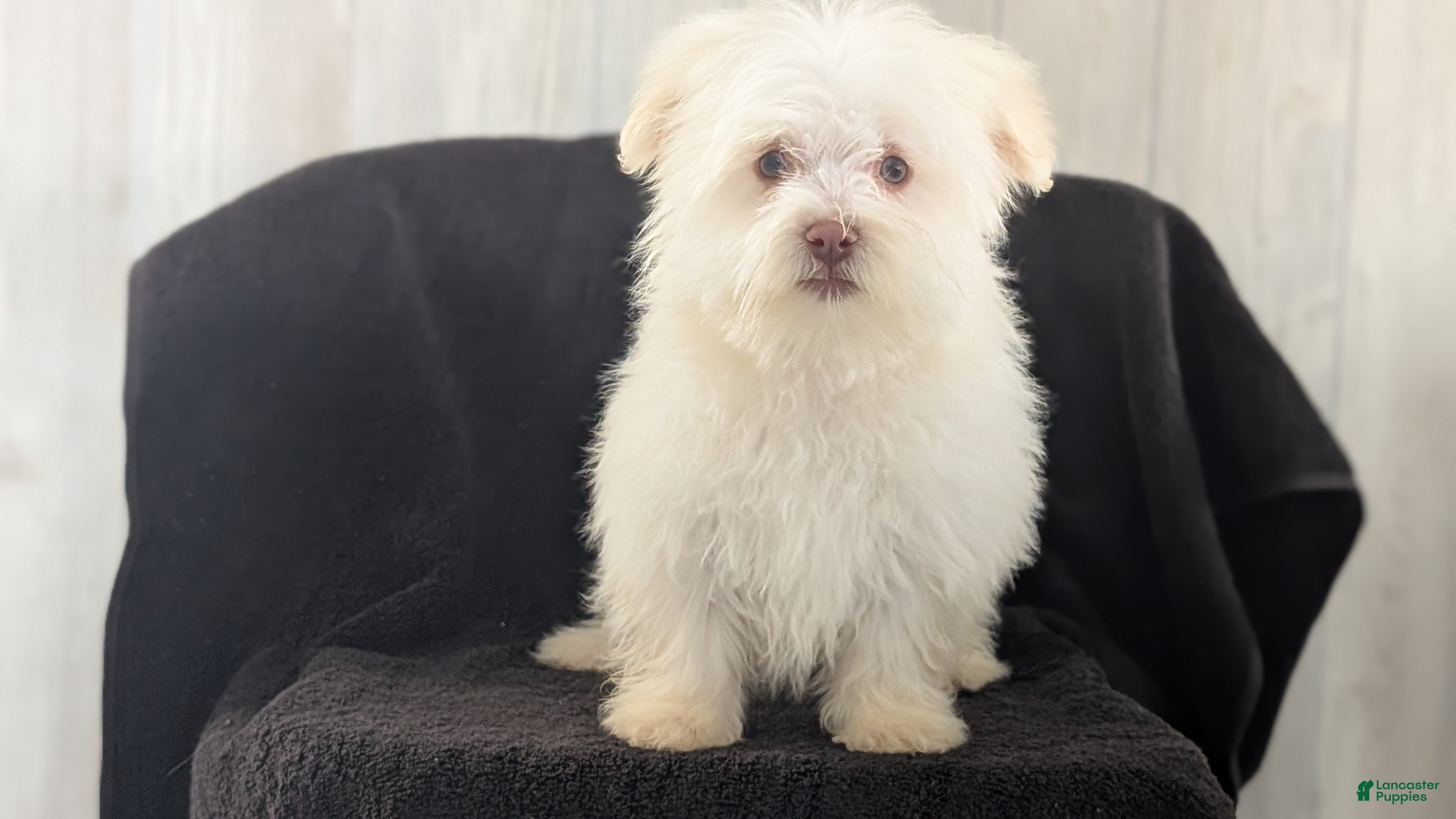 Havanese dogs Zeus - Ad 2