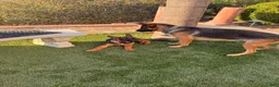 German Shepherd dogs for sale: Rose - Ad 3