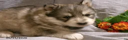 Pomsky dogs for sale: Alex - Ad 3