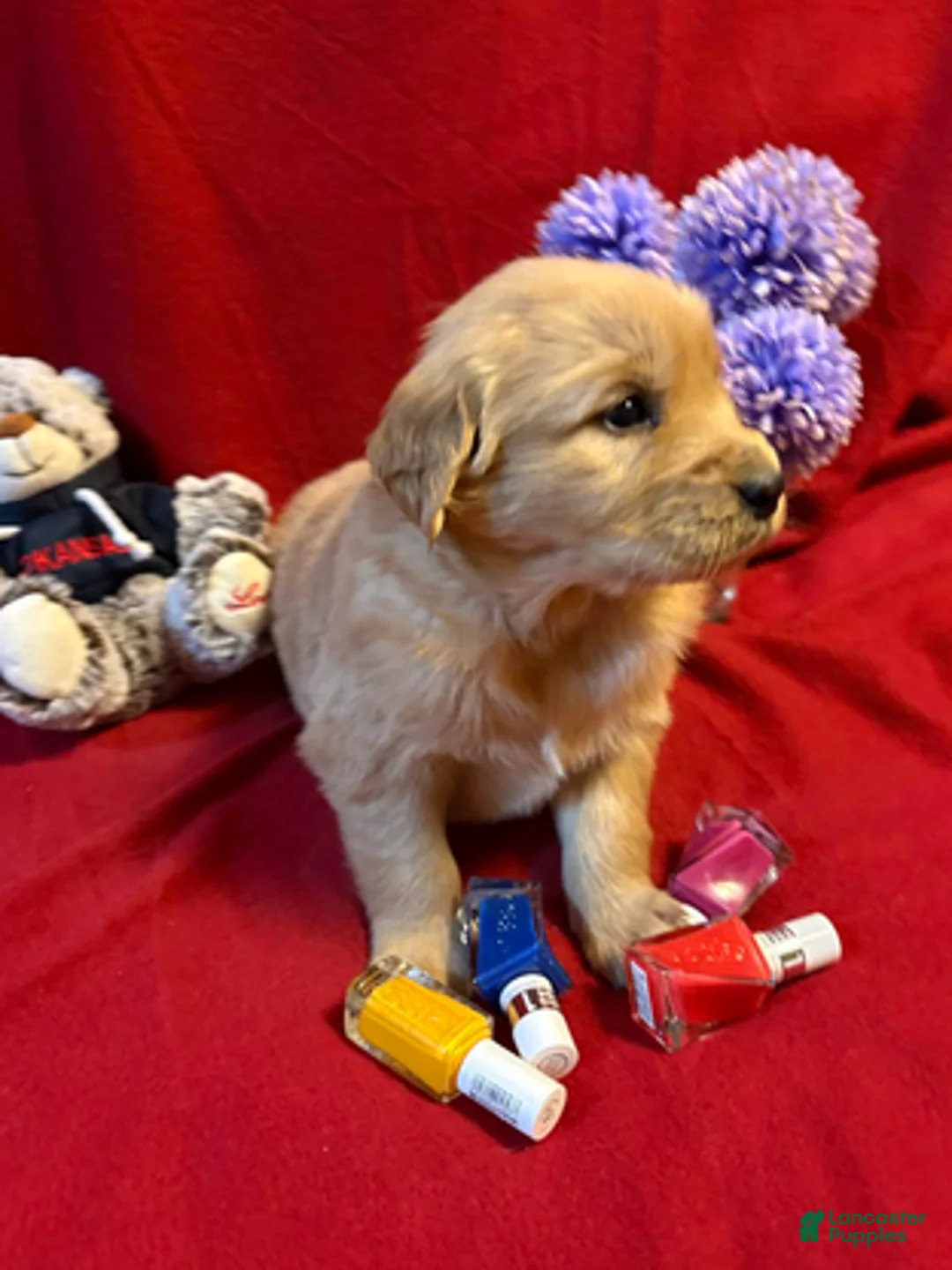 Golden Retriever dogs for sale: Tesla - Ad 2