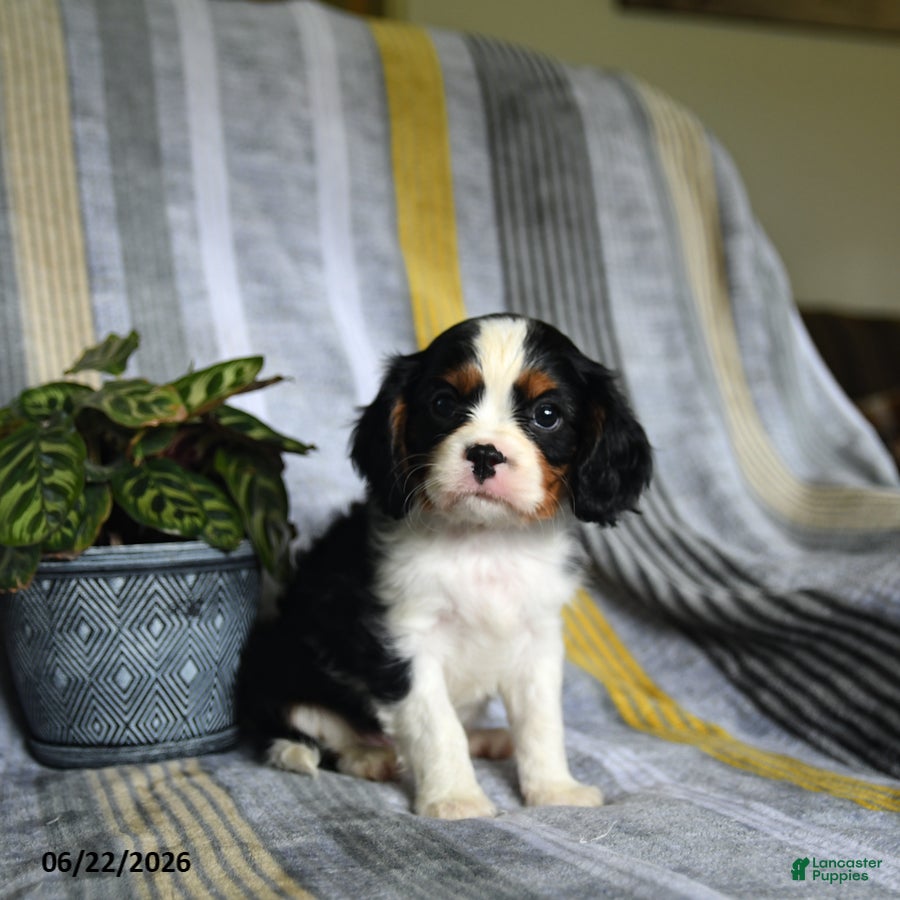 Cavalier King Charles Spaniel dogs Jack  - Ad 1