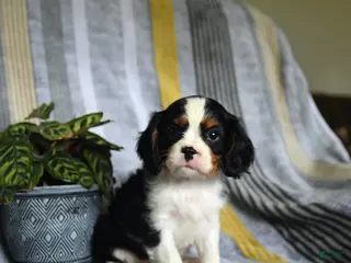Cavalier King Charles Spaniel dogs for sale: Jack - Ad 3