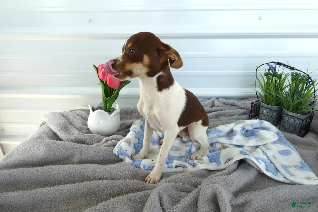 Chihuahua dogs for sale: Chihuahua 1 Conway - Ad 3